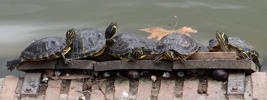 Turtles in Spain Photograph by Keith Stokes