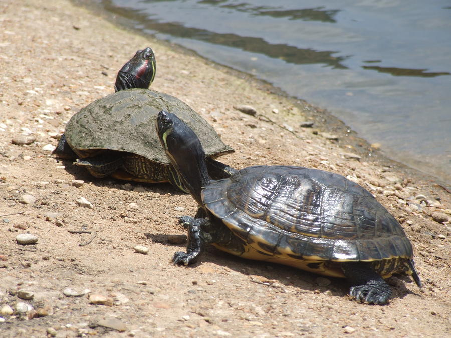 Turtles In The Sun Photograph by Leah Prunk - Pixels