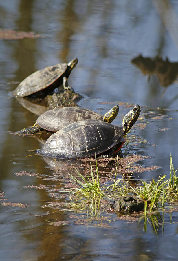 Turtles In The Wild Photograph By Athena Mckinzie - Fine Art America