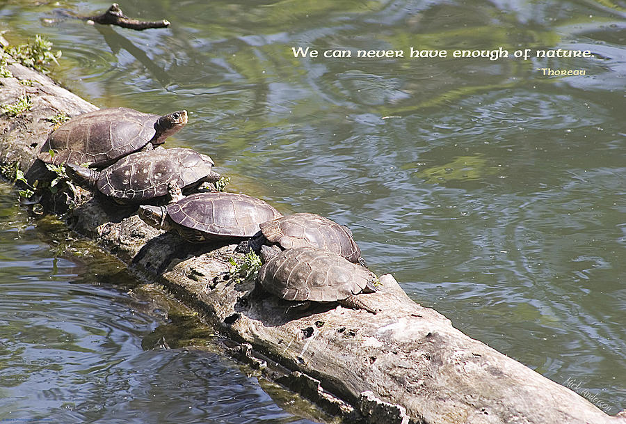 Turtles on a Log Photograph by Mick Anderson