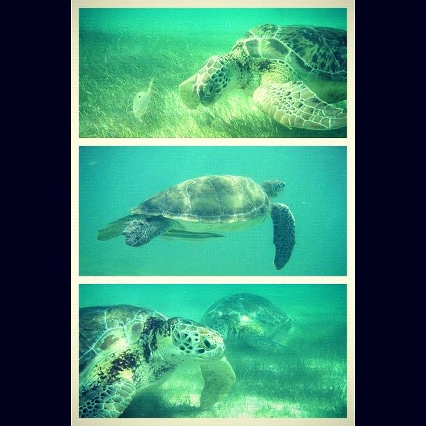 Animal Photograph - #turtles #sea #ocean #tropical by Marisag ☀✌