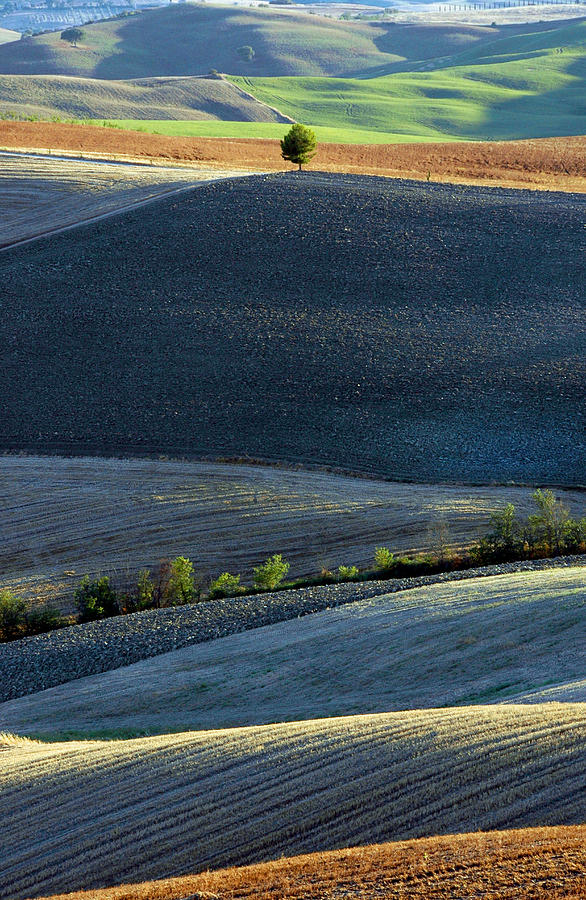 Tree Photograph - Tuscan Tree by Michael Biggs