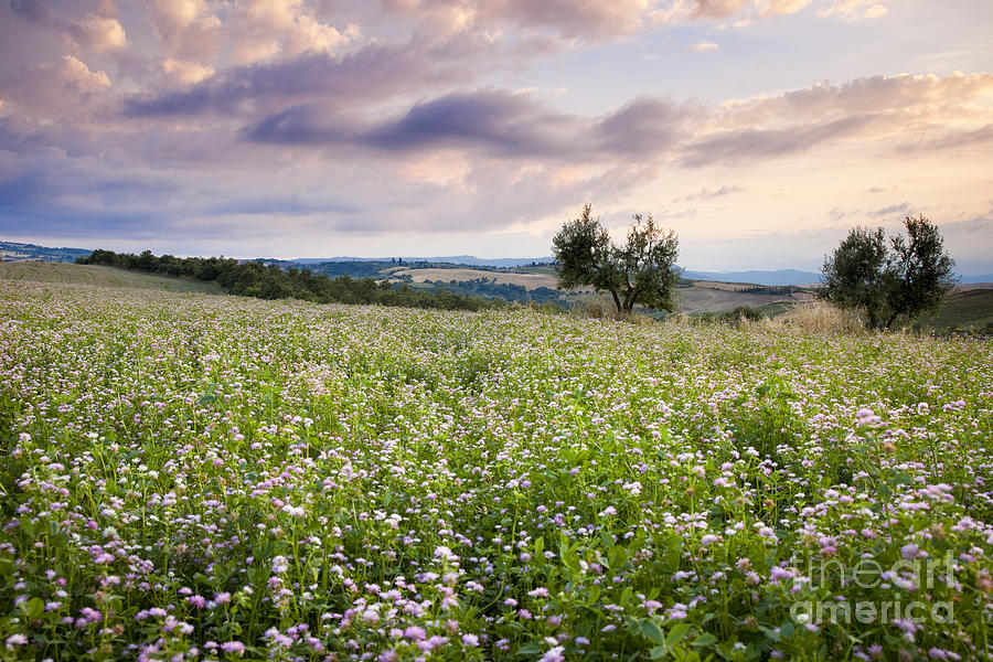 Tuscany Flowers Photograph by Brian Jannsen - Fine Art America