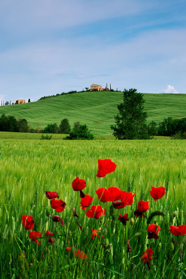 Tuscany  Photograph by Ivan Slosar