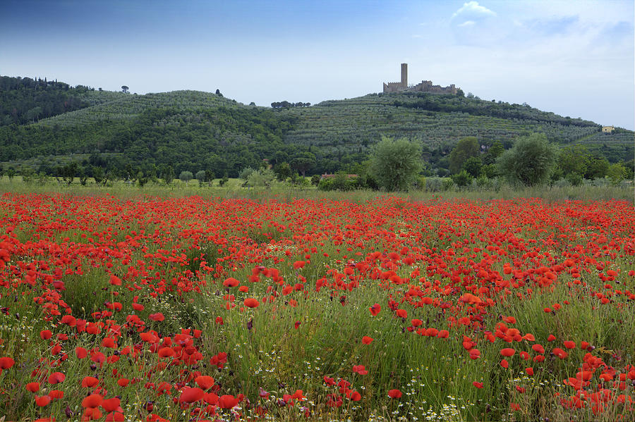 Tuscany Poppies 1 Photograph by Al Hurley