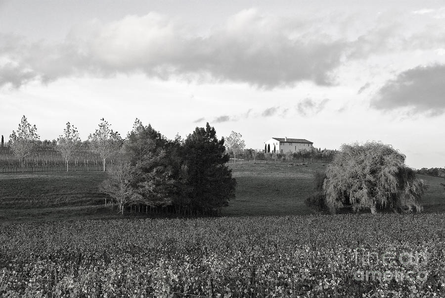 Tuscany style vineyard Photograph by Yurix Sardinelly