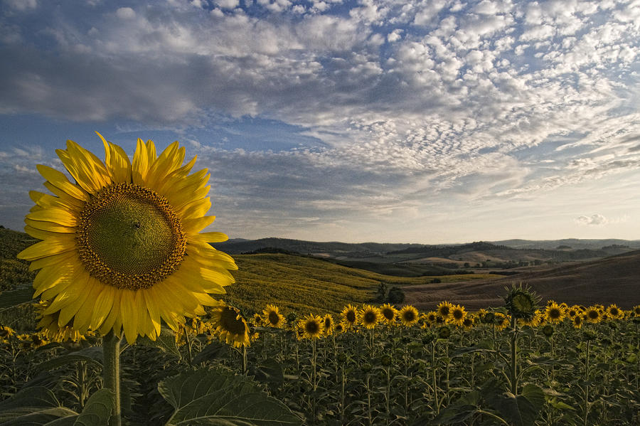 Tuscany Sunflowers Photograph by Marco Vegni - Fine Art America