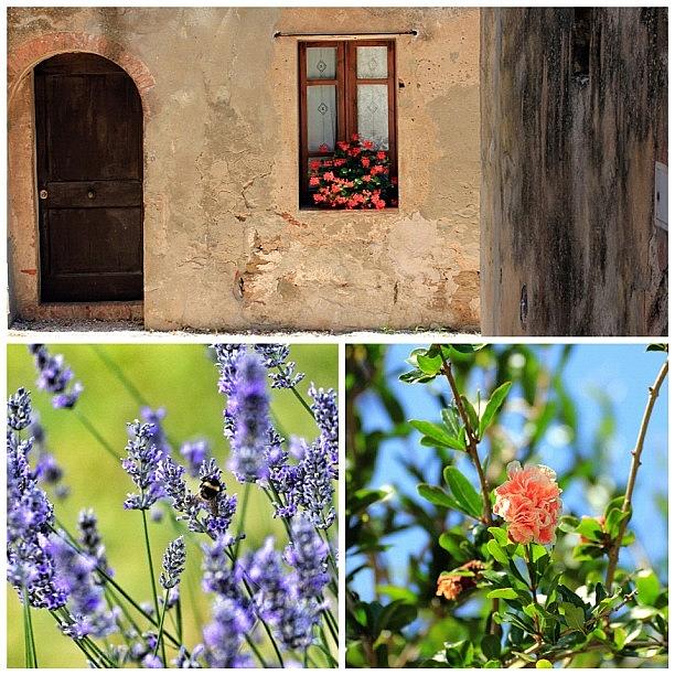Flowers Still Life Photograph - #tuscany #toscana #fiori #flower by Pier Paolo Cristaldi