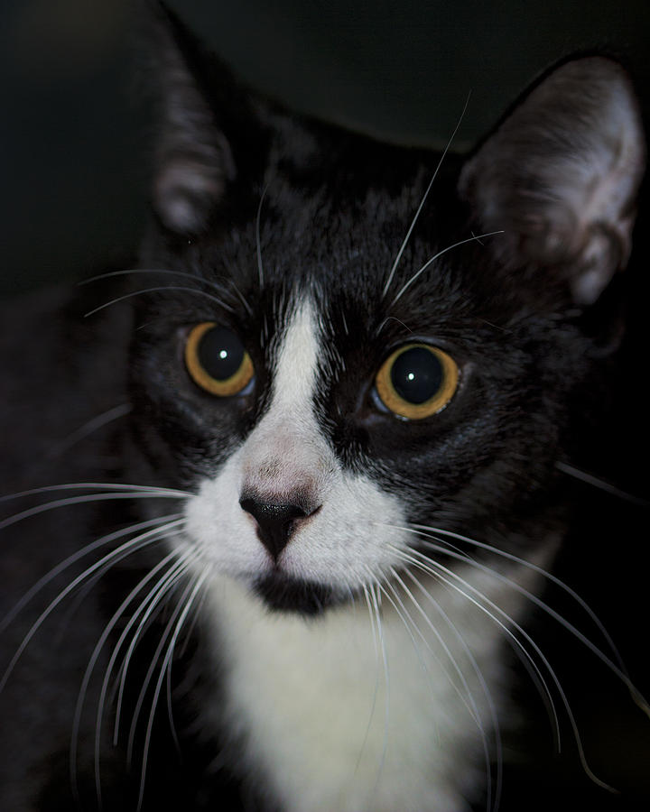 Cat Photograph - Tuxedo Cat by Gregory Scott