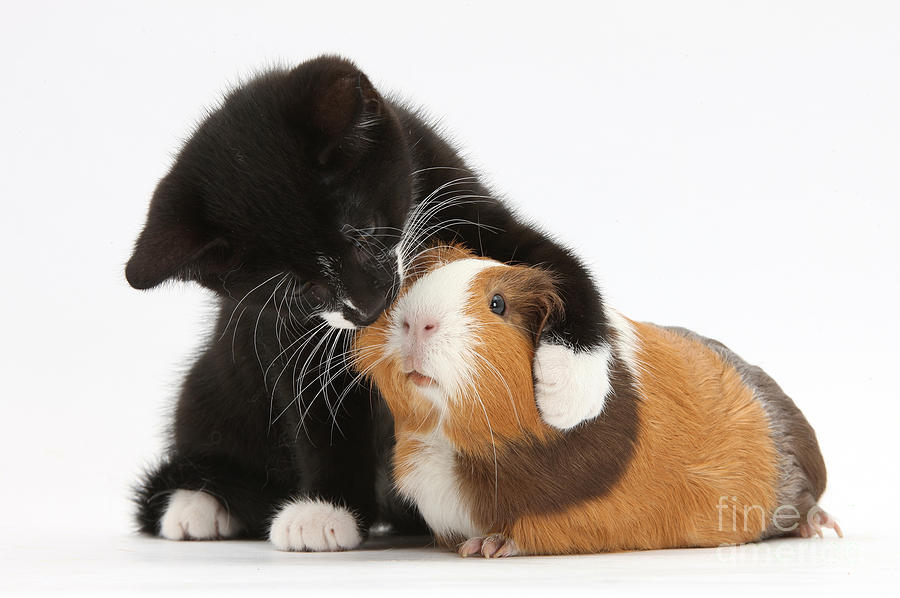 Cat Photograph - Tuxedo Kitten Hugging Guinea Pig by Mark Taylor