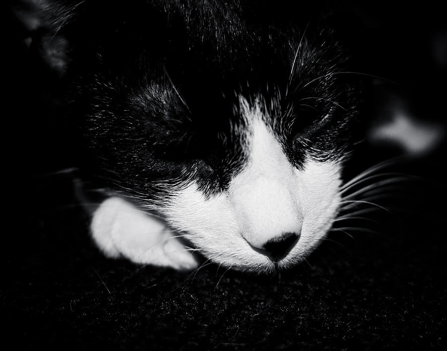 Tuxedo Kitten Photograph by Maggy Marsh