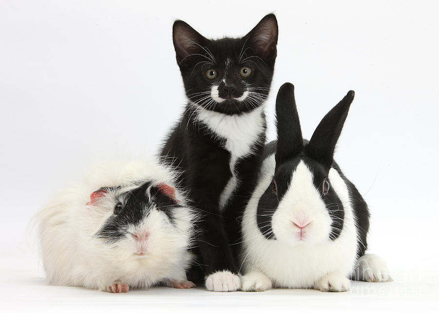 Tuxedo Kitten With Black Dutch Rabbit Photograph by Mark Taylor