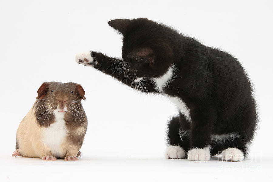 Tuxedo Kitten With Guinea Pig Photograph by Mark Taylor