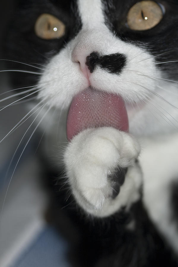 Tuxedo Kitty Lollipop Photograph by Kathy Clark