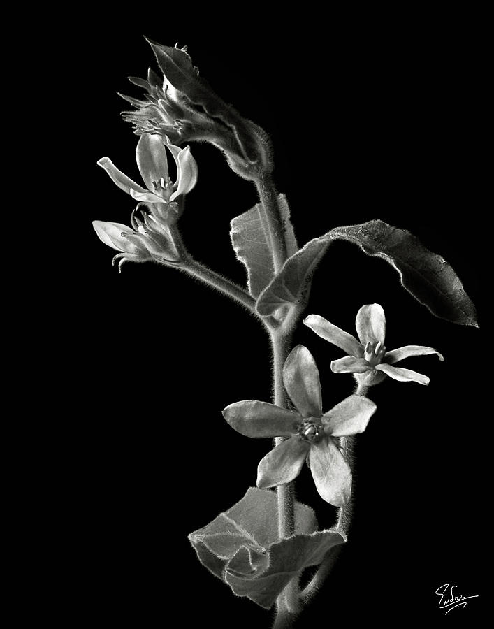Flower Photograph - Tweedia in Black and White by Endre Balogh