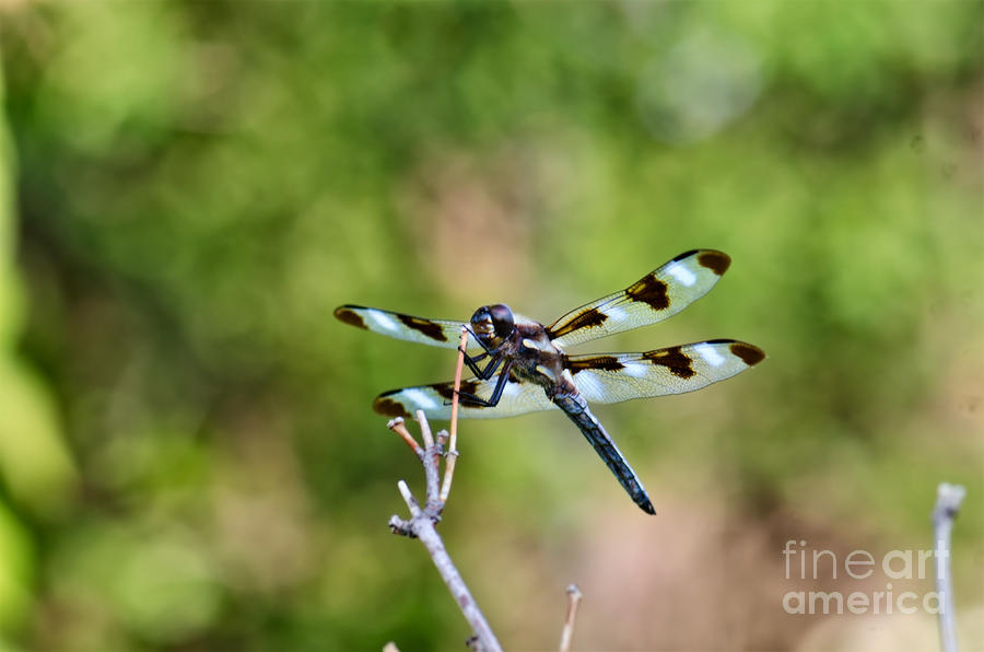 Twelve-spotted Skimmer Dragonfly 2 Photograph by Betty LaRue