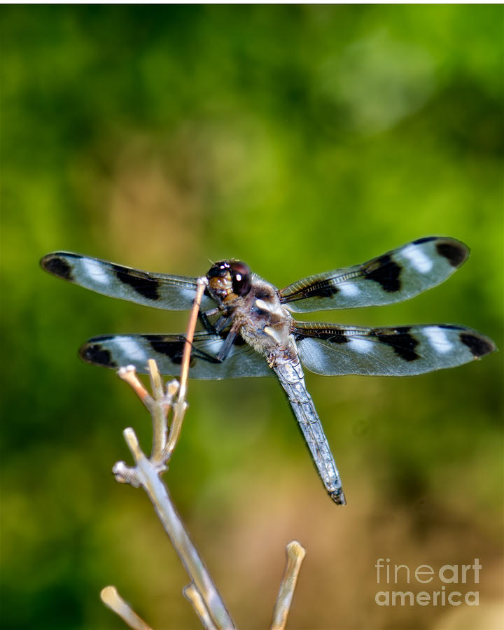 Twelve-spotted Skimmer Dragonfly 3 Photograph by Betty LaRue