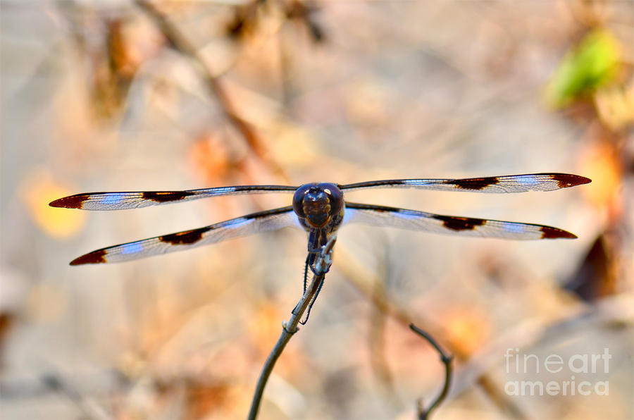Twelve-spotted Skimmer Dragonfly 5 Photograph by Betty LaRue