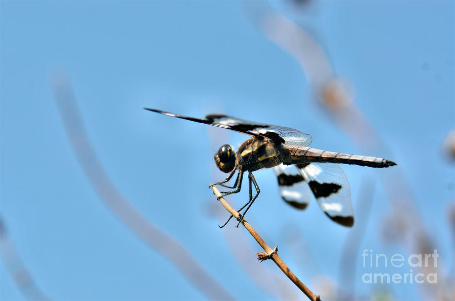 Insects Photograph - Twelve-spotted Skimmer Dragonfly 6 by Betty LaRue