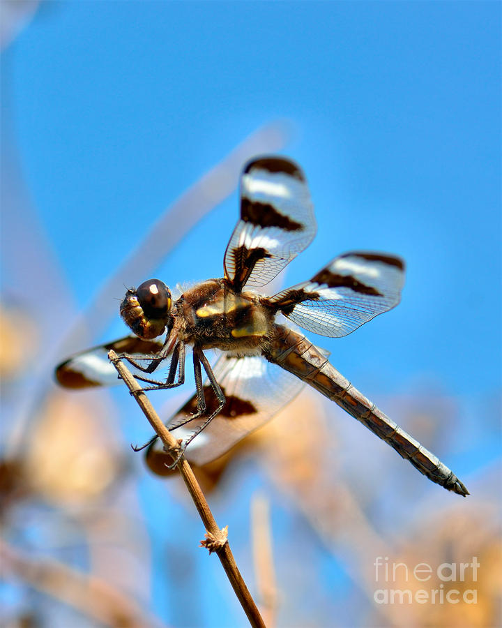 Twelve-spotted Skimmer Dragonfly 7 Photograph by Betty LaRue