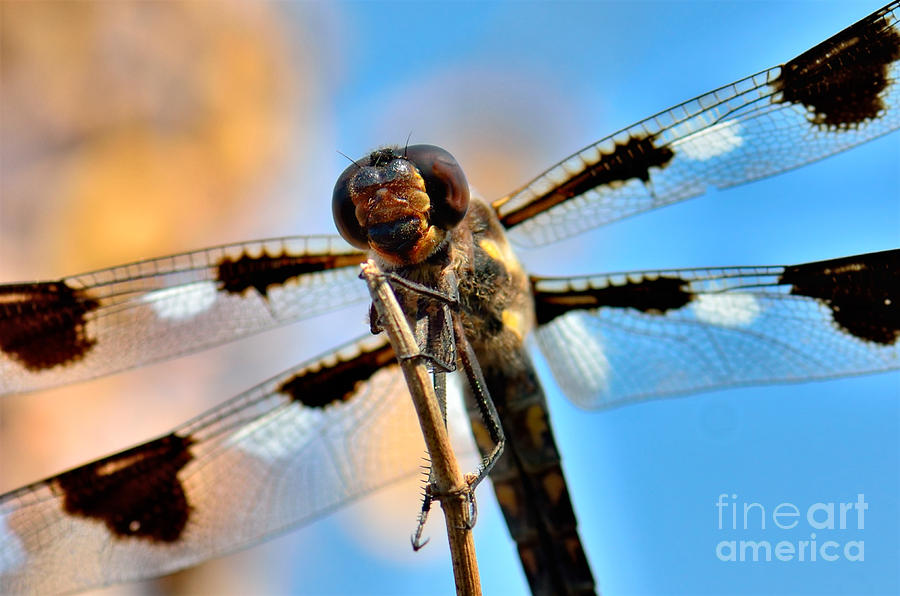 Twelve-spotted Skimmer Dragonfly 8 Photograph by Betty LaRue