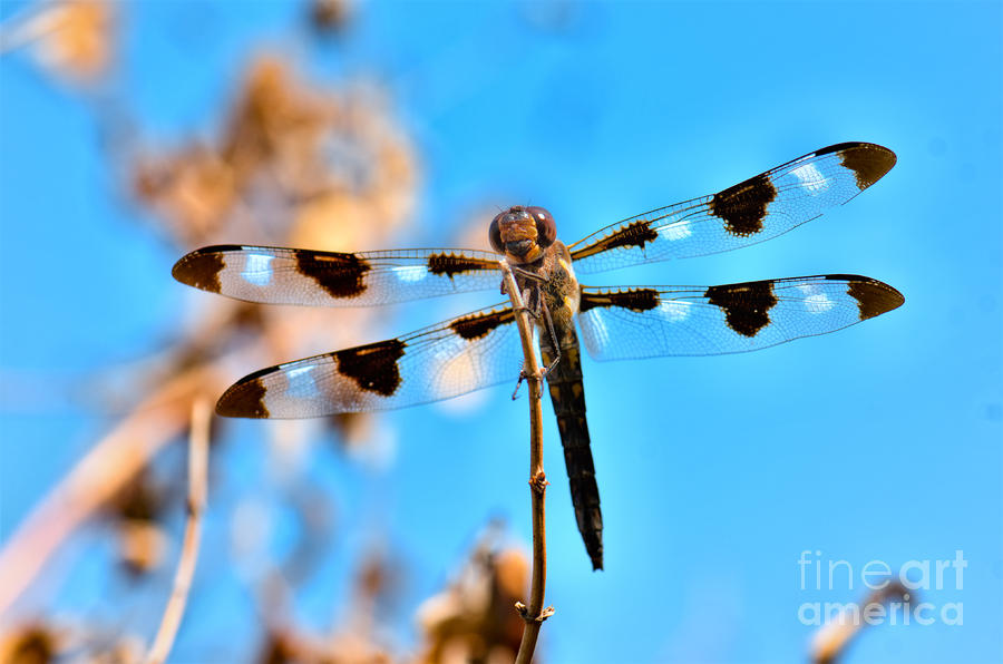 Twelve-spotted Skimmer Dragonfly 9 Photograph by Betty LaRue