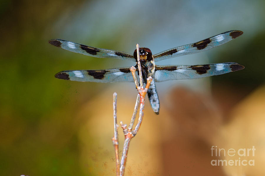 Twelve-spotted Skimmer Dragonfly Photograph by Betty LaRue
