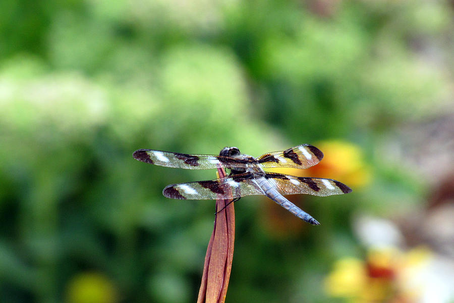 Twelve Spotted Skimmer Dragonfly Photograph by George Jones