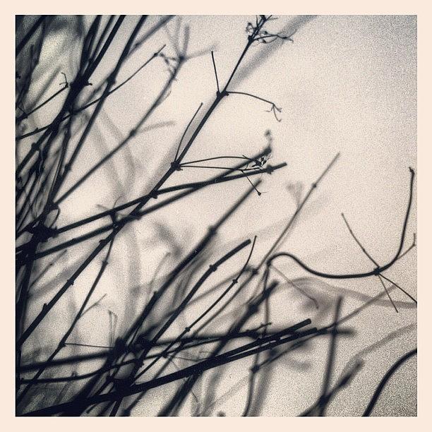 Black And White Photograph - Twigs 1 by Tom Crask