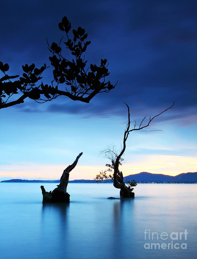 Nature Photograph - Twilight And Dead Tree In The Sea  by Anusorn Phuengprasert nachol