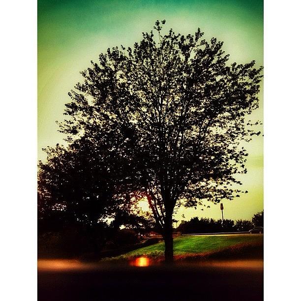 Sunset Photograph - Twilight Falls.. #tree #treescollection by Margie P