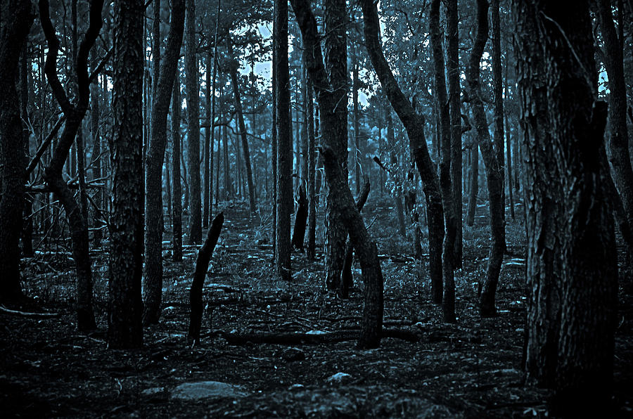 Twilight in the Smouldering Forest Photograph by DigiArt Diaries by Vicky B Fuller