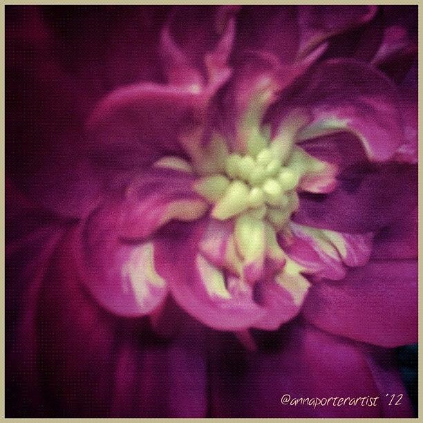 Rose Photograph - Twilight Rose #art #flowerart #roseart by Anna Porter