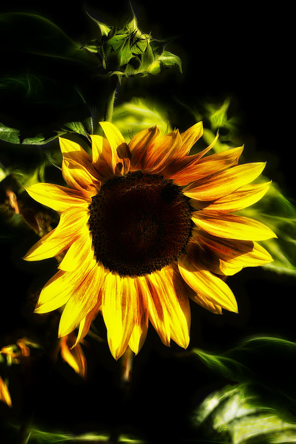 Twilight Sunflower Photograph by Bill and Linda Tiepelman