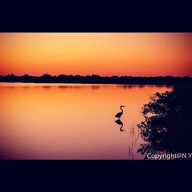 Egret Photograph - #twilight #sunset #color #vibrant by Naveen Yellappa
