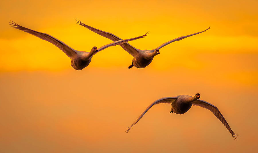 Twilight Swans Photograph by Brian Stevens