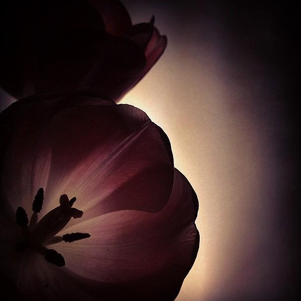 Tulip Photograph - Twilight Tulips by Angela Josephine