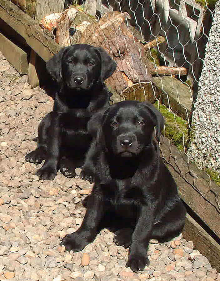 Twin Black Labrador Puppies Photograph by Richard James Digance
