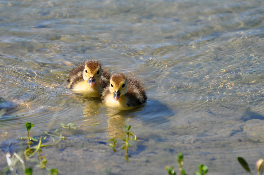 Twin Ducklings Photograph by Teresa Blanton