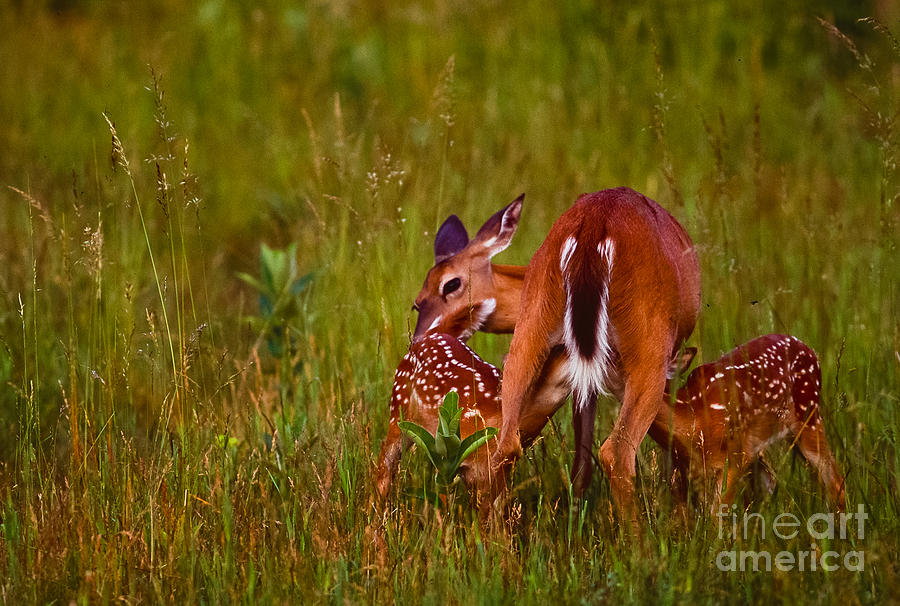 Twin Fawns Nursing Photograph By Joe Elliott Pixels 3314