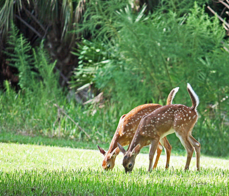 Twin Fawns Photograph by Terri Mills