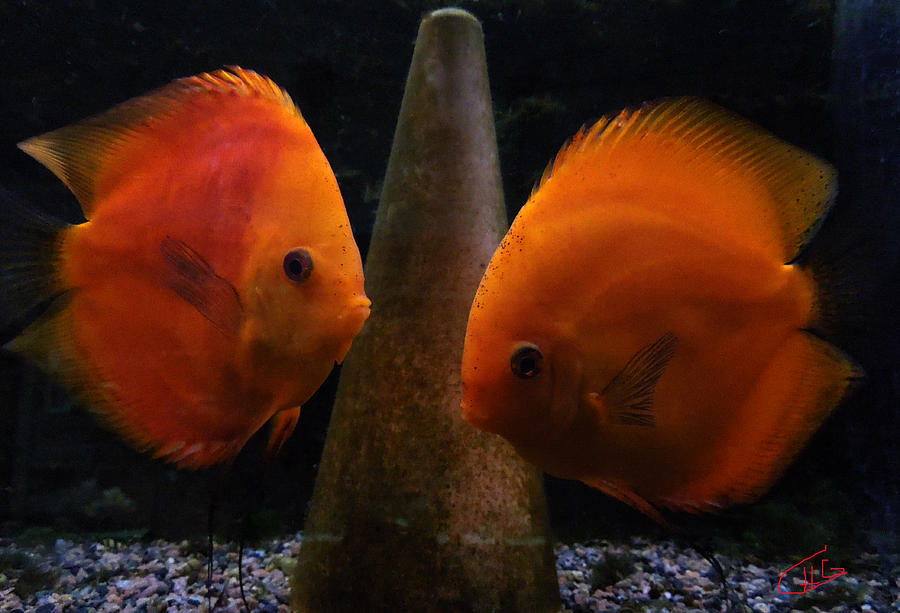 Twin Friends Malboro Fish  Photograph by Colette V Hera Guggenheim