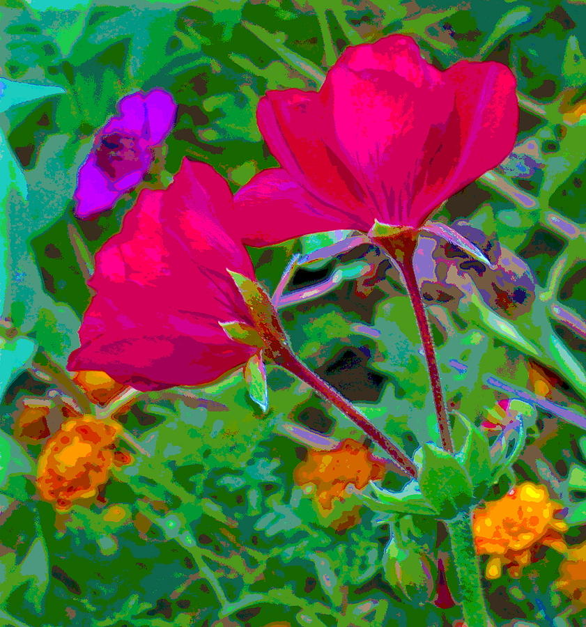 Twin Geranium Blossoms with Colorful Background Photograph by Padre Art