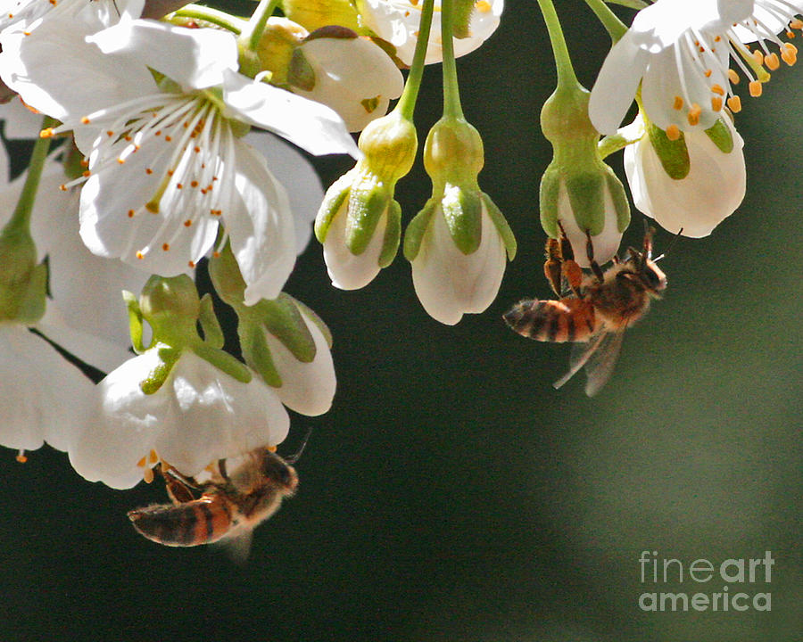 Twin Honeybees on Apple Blossoms Photograph by Kenny Bosak