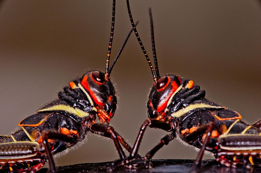 Insects Photograph - Twin Hoppers by Donna Caplinger
