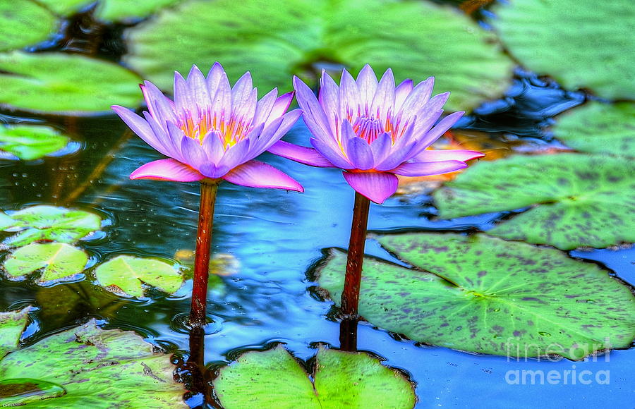 Nature Photograph - Twin Lilies by Debbi Granruth