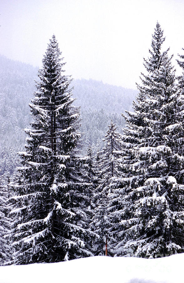 Twin Peaks Photograph by Alexandra Cummings - Fine Art America