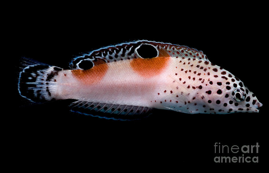 Fish Photograph - Twin Spot Wrasse by Dant Fenolio