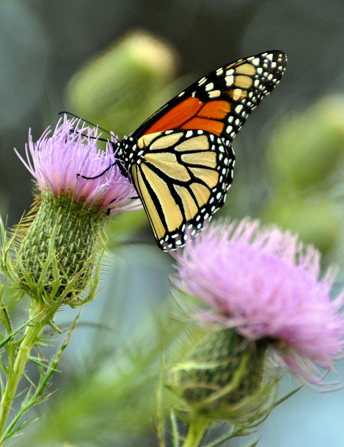 Twin Thistle Butterfly Photograph by Marty Koch