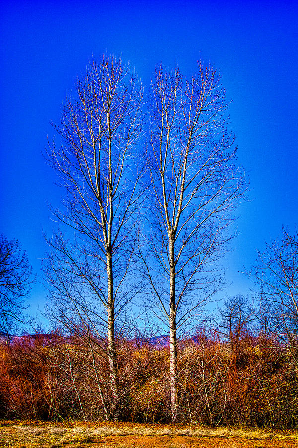 Twin Trees at South Platte Park Photograph by David Patterson